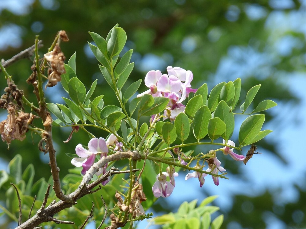 Gliricidia