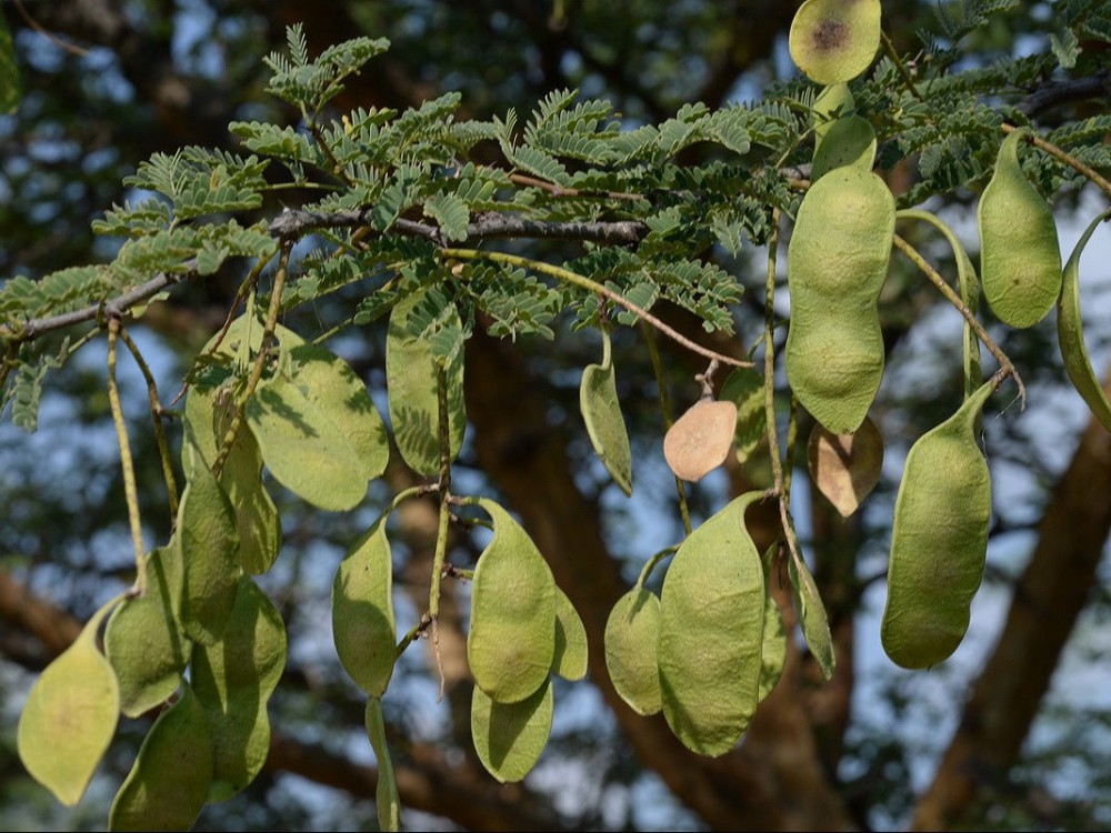 Acacia du Sénégal