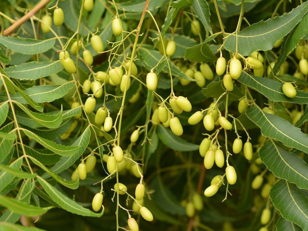Neem